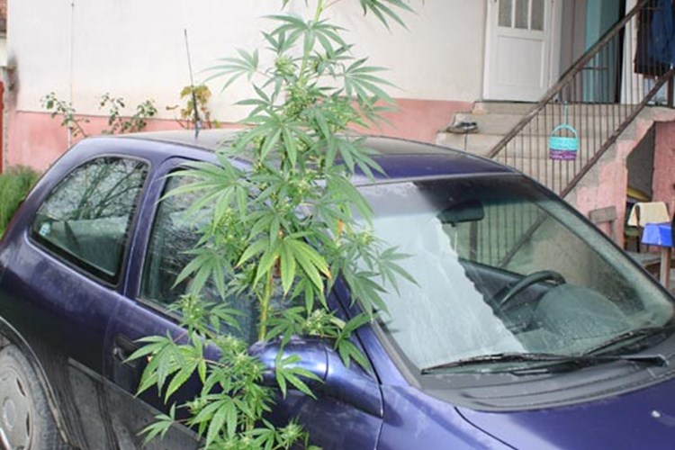 Slika //stabljika-uz-auto.jpg